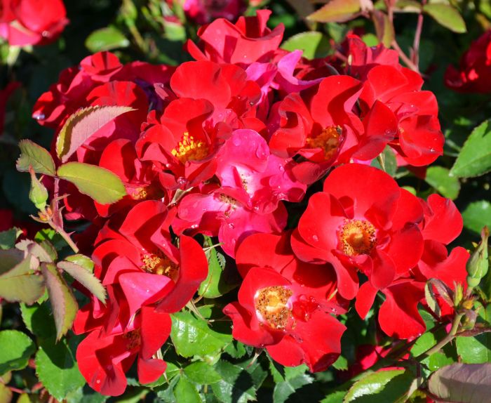 EASY ELEGANCE SCREAMING NEON ROSE 2gal