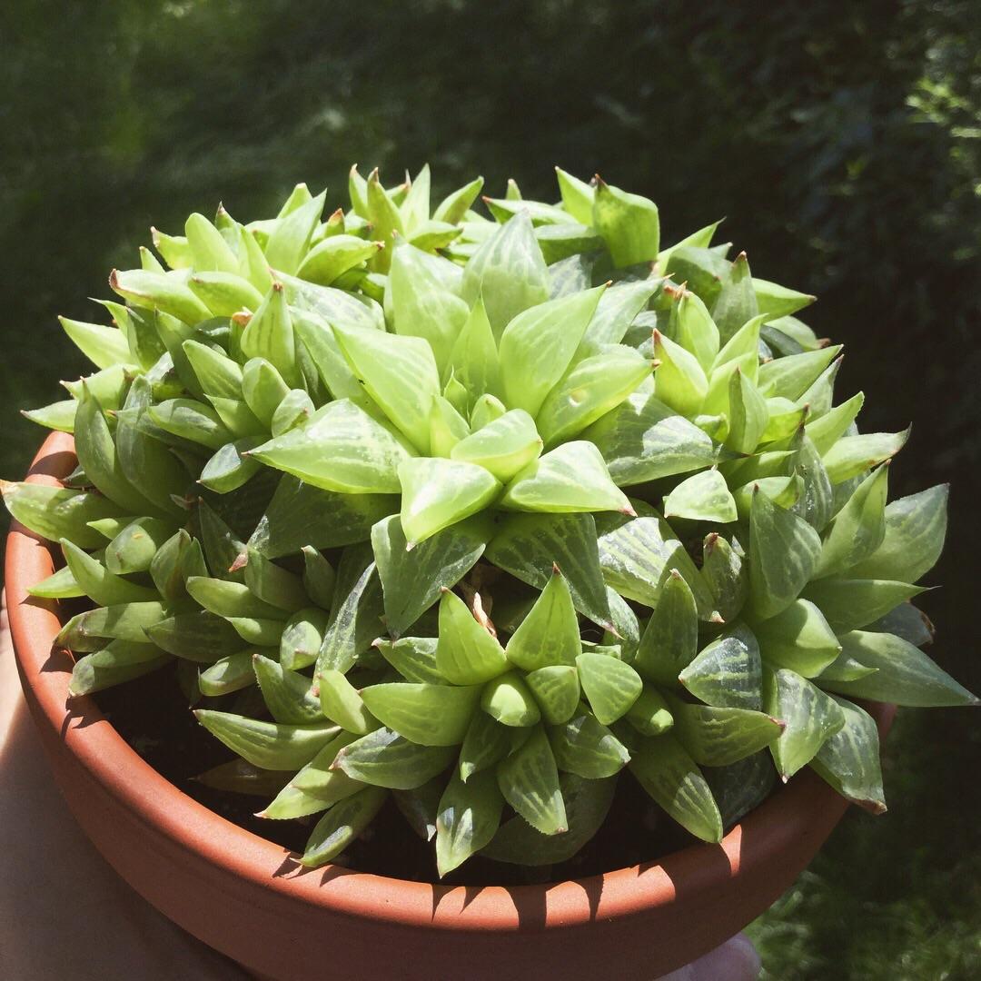 Haworthia Turgida