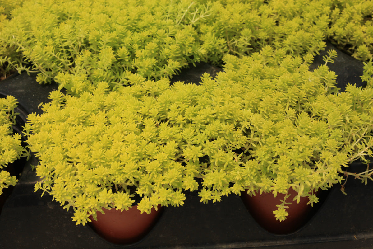 Tokyo Sun Sedum