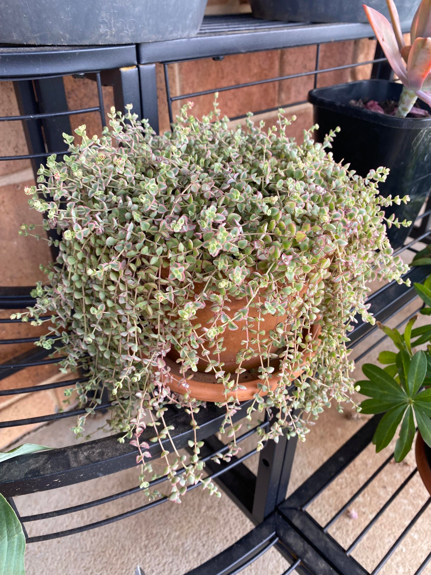 Little Missy Sedum