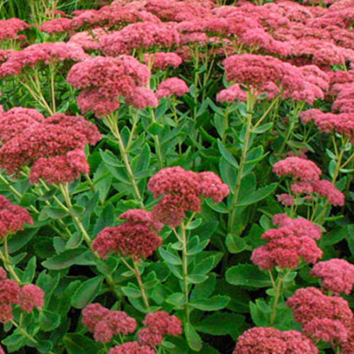 AUTUMN JOY SEDUM 1gal