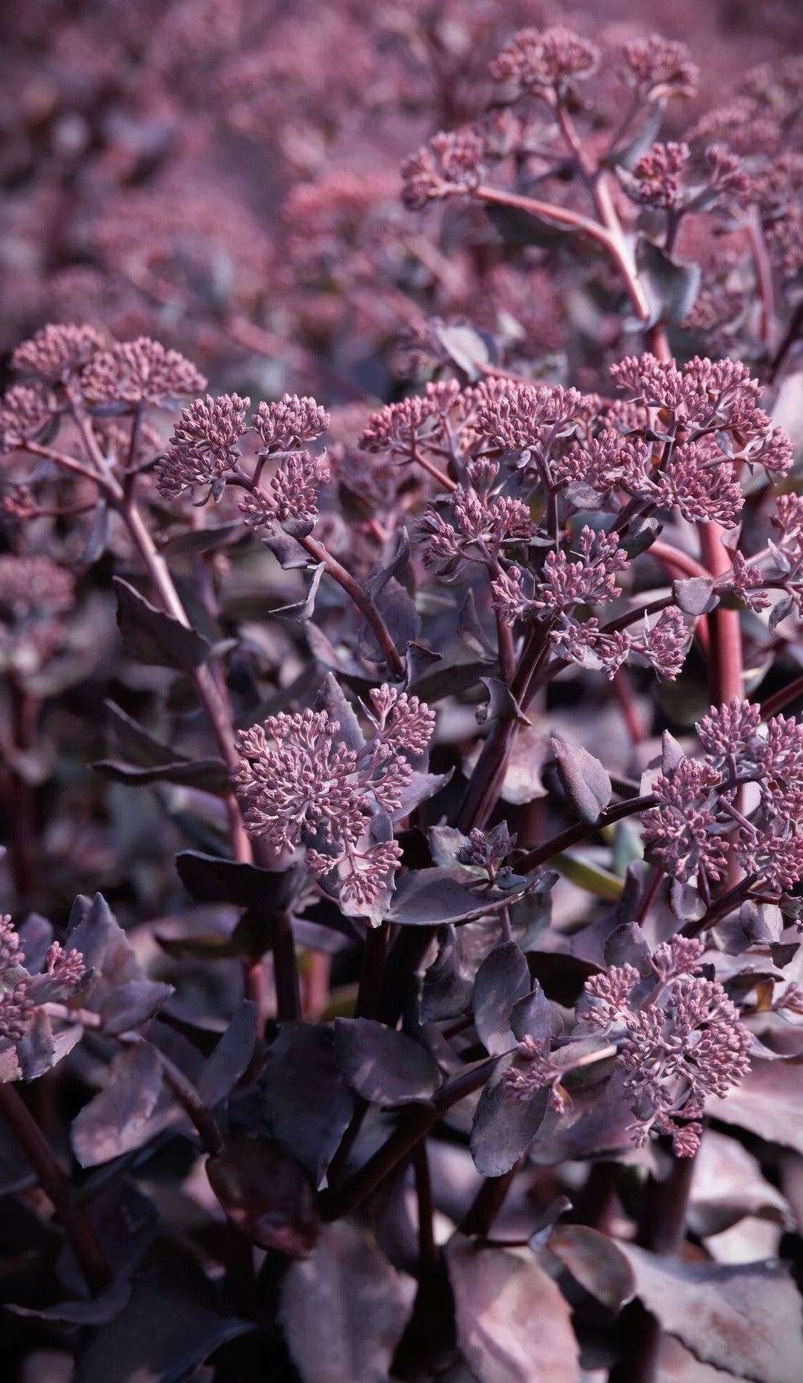 DARK MAGIC SEDUM 1gal