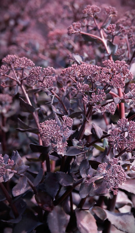 DARK MAGIC SEDUM 1gal