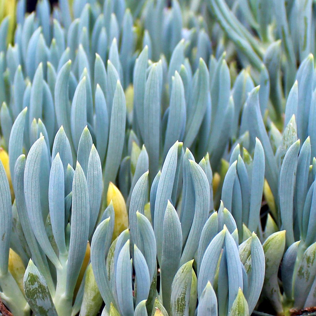 Senecio Blue Chalk Sticks