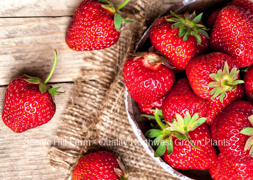 *** Bare Root Sequoia Strawberry Plants - Certified - Great in California And The South