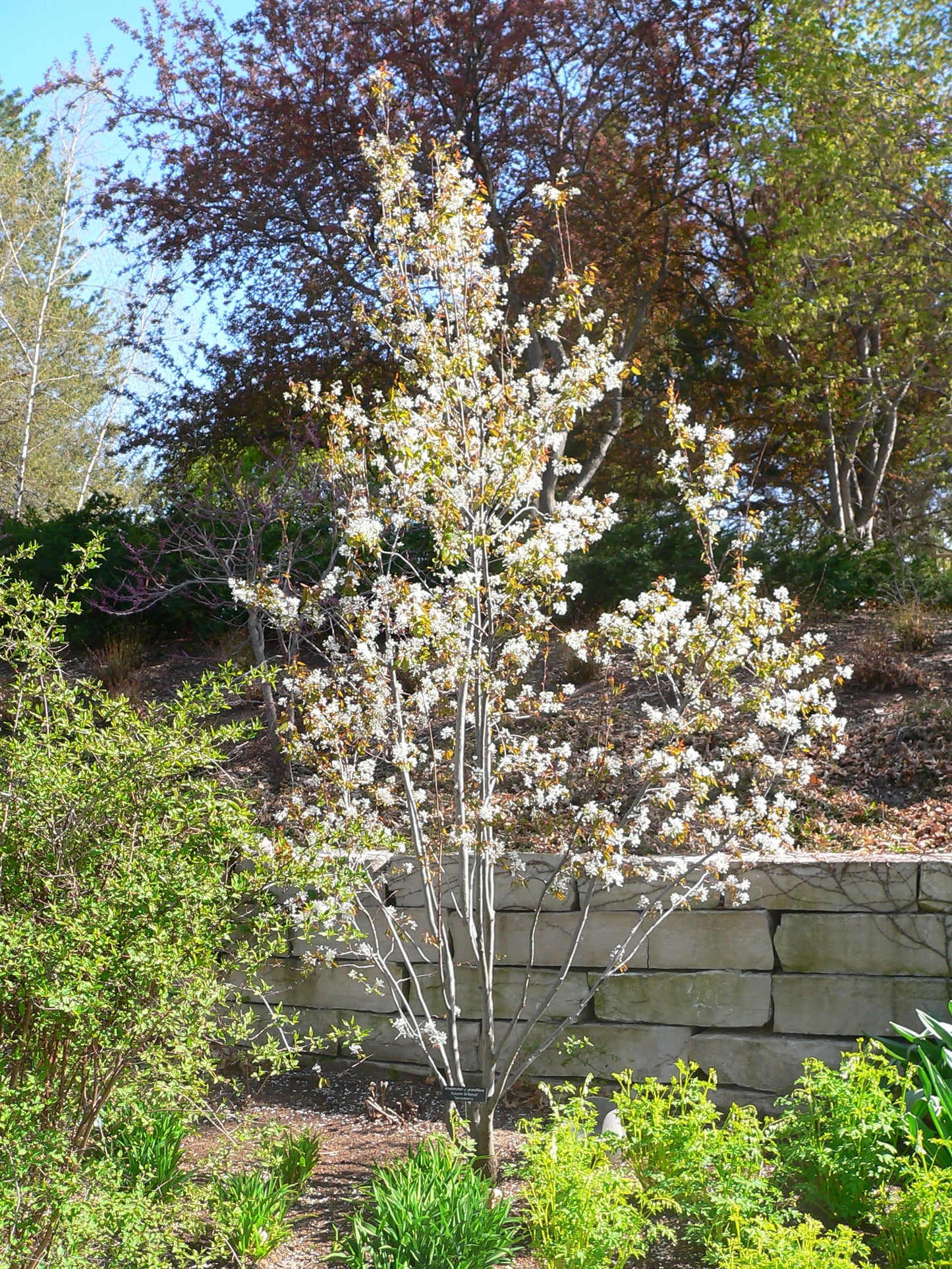 AUTUMN BRILLIANCE SERVICEBERRY 5gal
