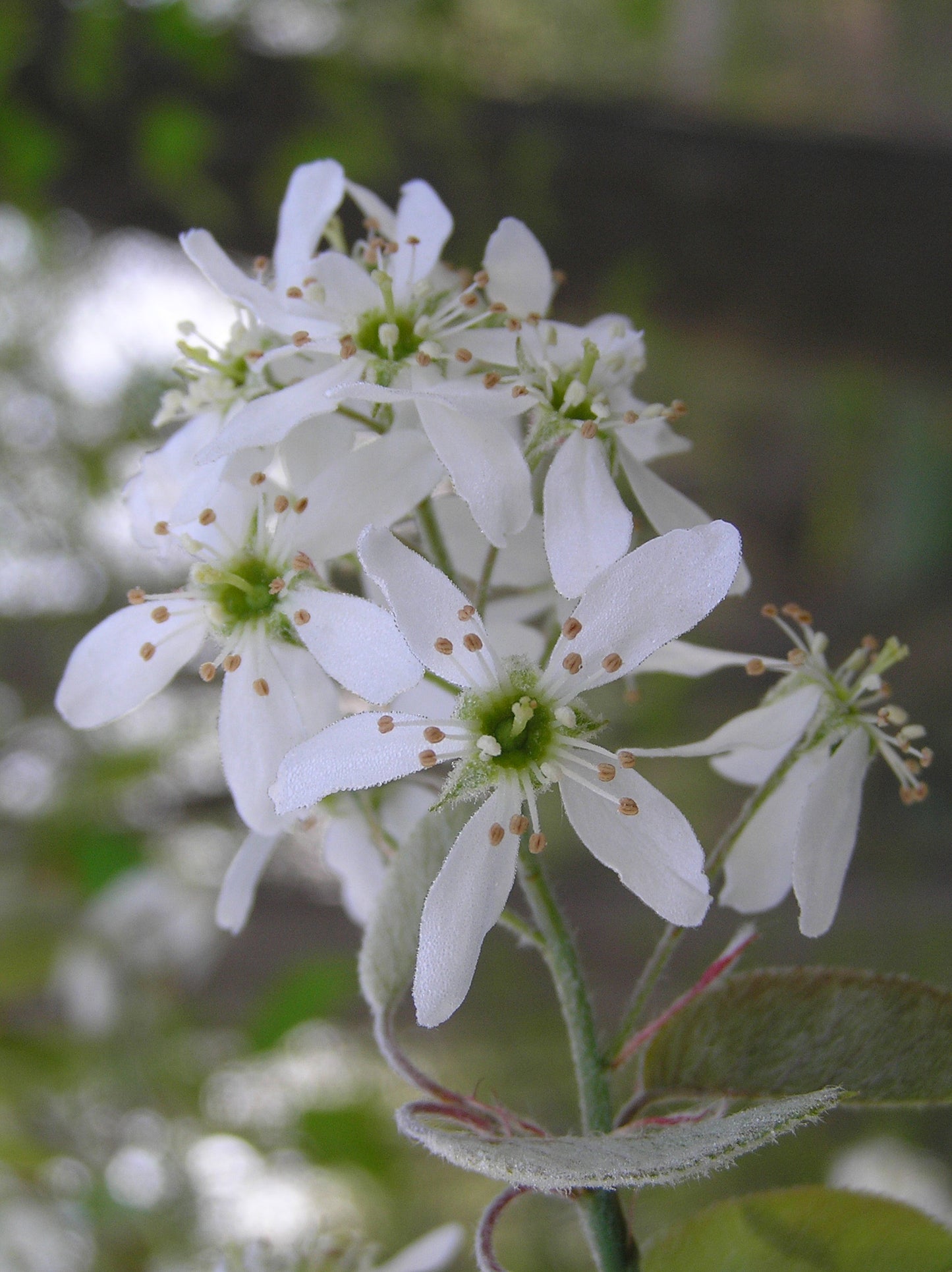 AUTUMN BRILLIANCE SERVICEBERRY 5gal
