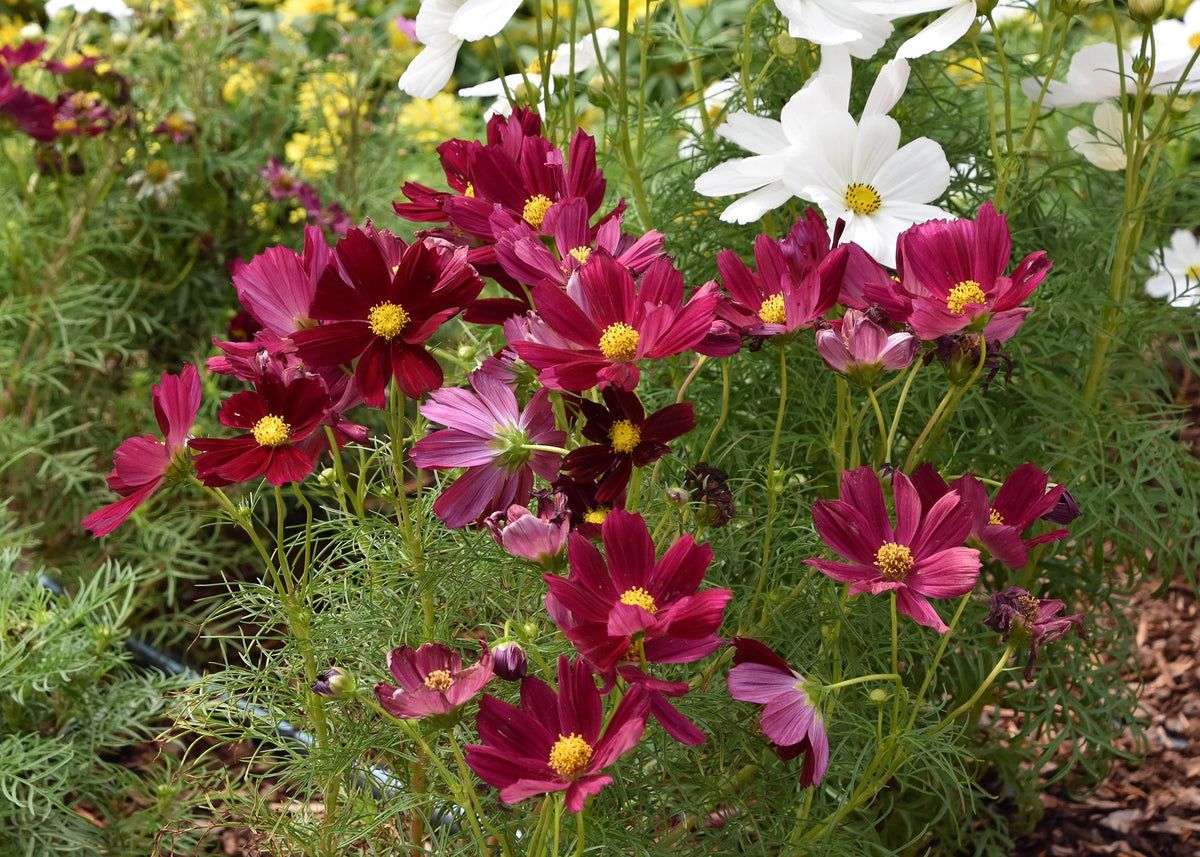ASSORTED ANNUALS 1gal