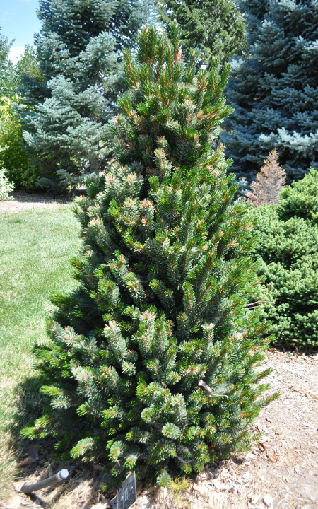 BRISTLECONE PINE TREE