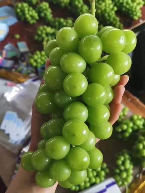 ZESTFUL GOLDEN CHALICE GRAPE 1gal