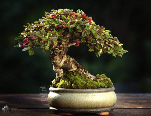 STREIBS FINDLING COTONEASTER 1gal