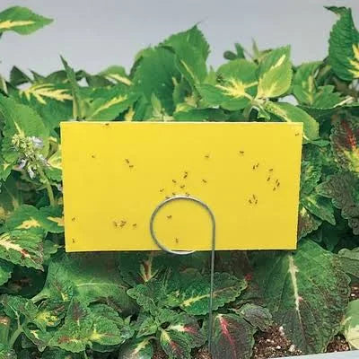 GNAT STIX TRAPS 12pk