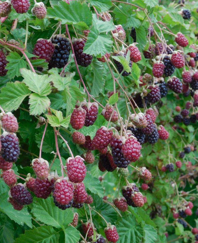 MARIONBERRY BLACKBERRY 1gal