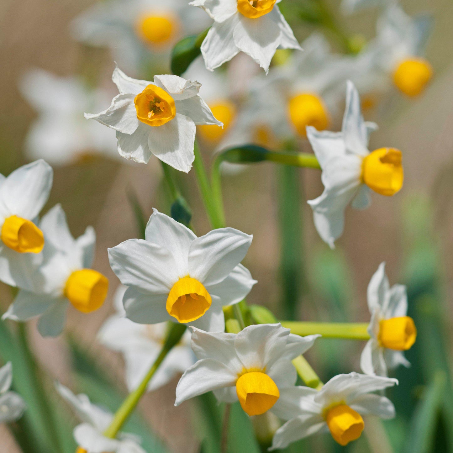 Narcissus - Paperwhite Wintersun (17+ cm)