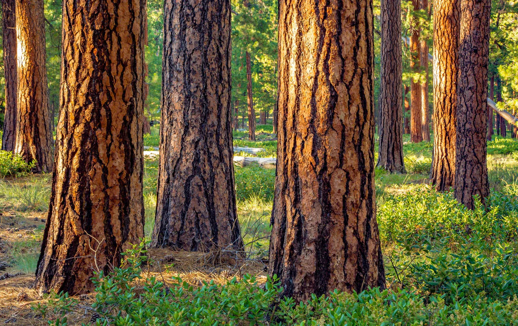 PONDEROSA PINE TREE 7gal