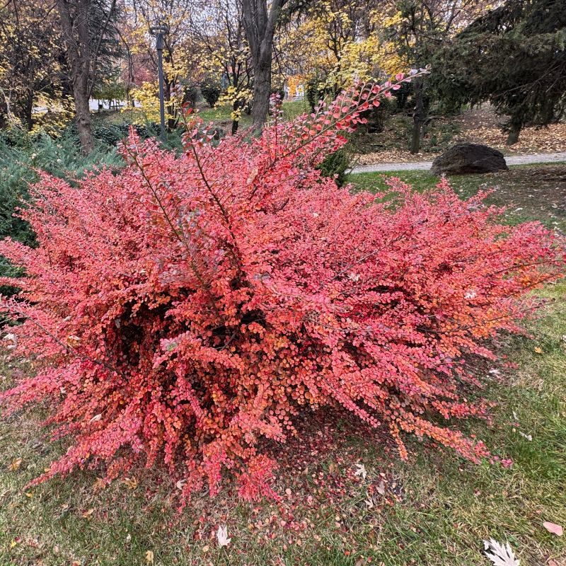 AUTUMN INFERNO COTONEASTER 3gal