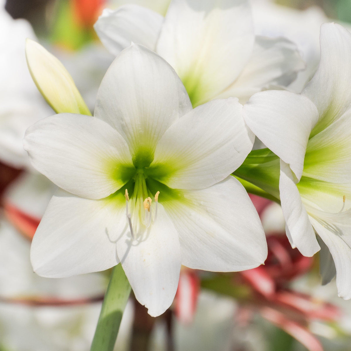 Amaryllis - White Christmas