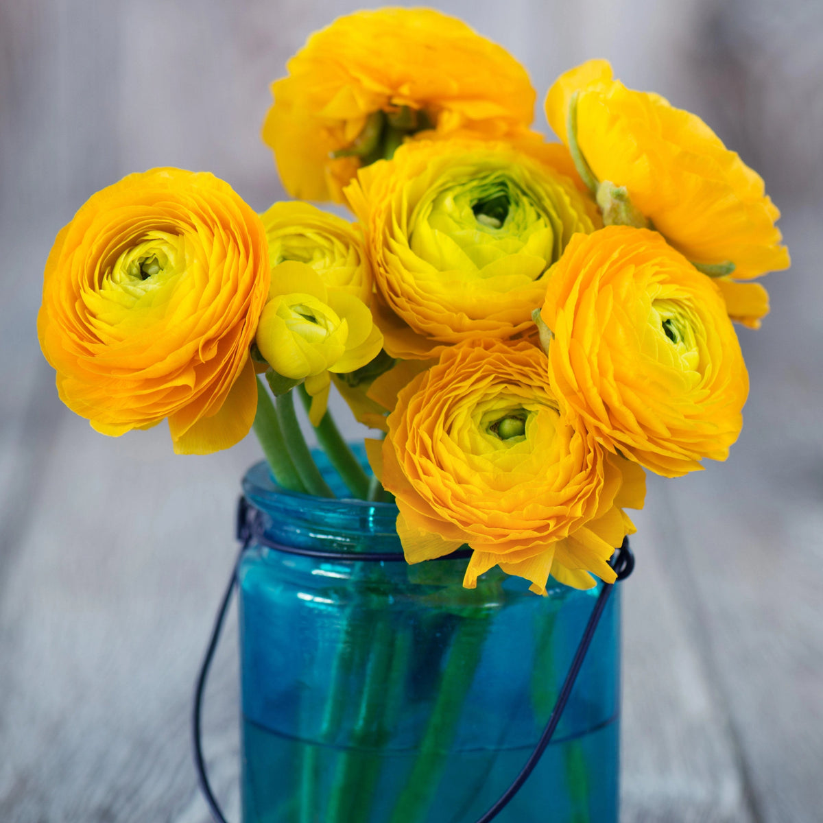 Ranunculus - Tecolote Yellow