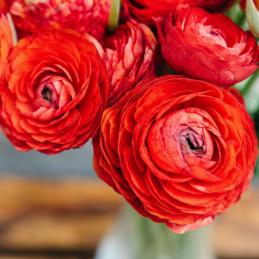 Ranunculus - Tecolote Red