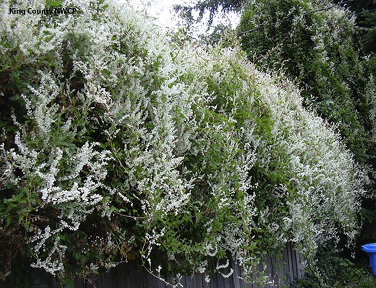 SILVER LACE VINE 5gal
