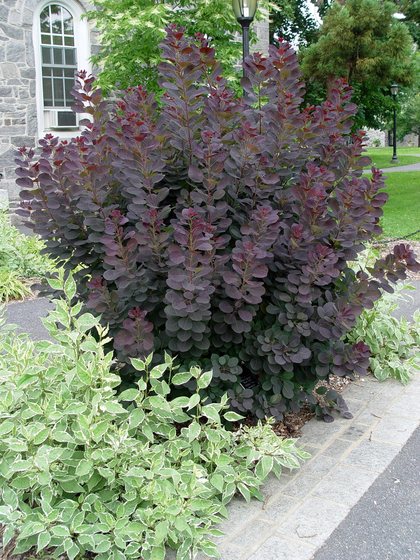ROYAL PURPLE SMOKE TREE 2gal