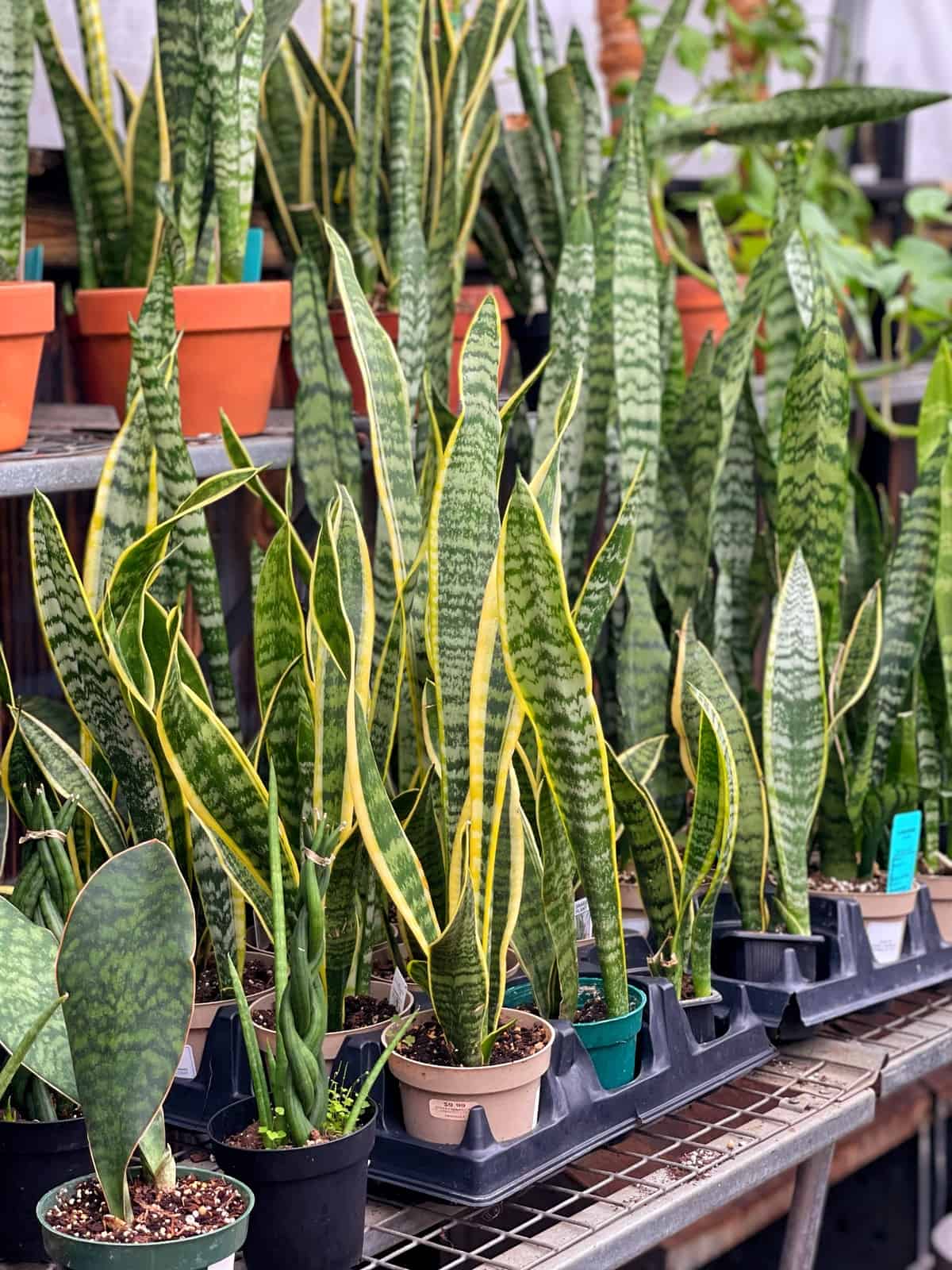 SNAKE PLANT SANSEVIERIA 8in