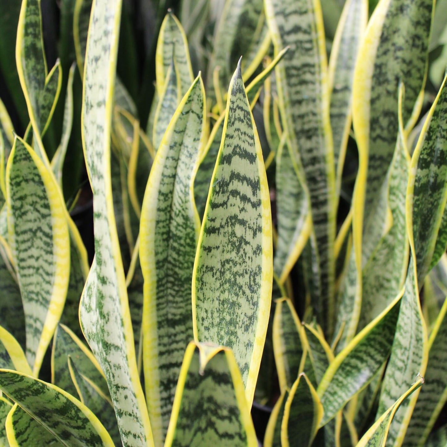SNAKE PLANT SANSEVIERIA 8in