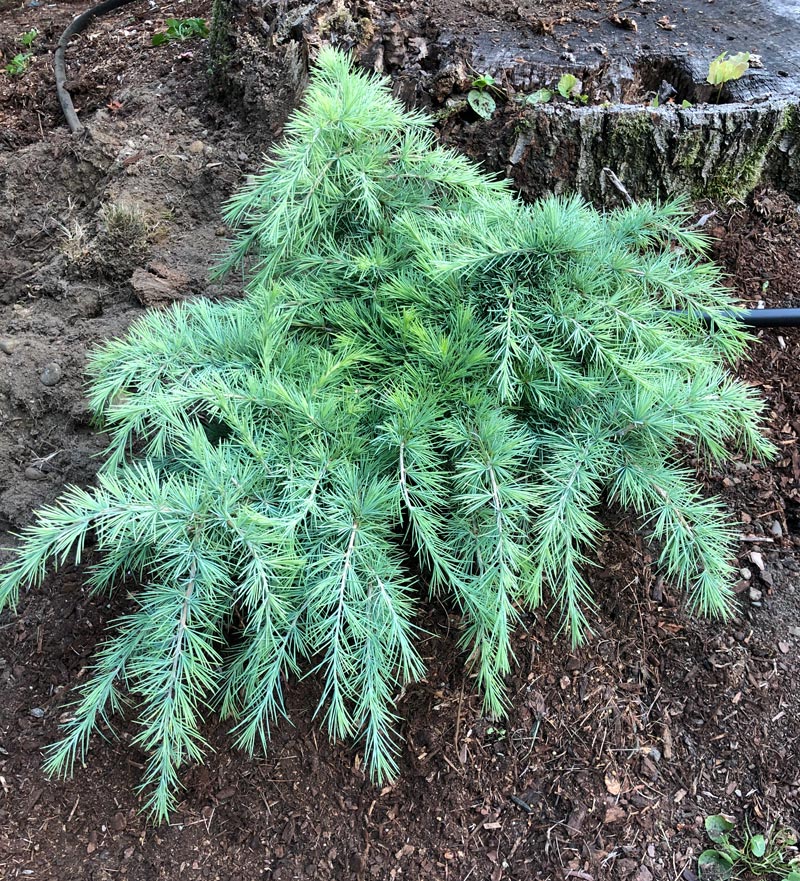 SNOW SPRITE DEODAR CEDAR 6gal