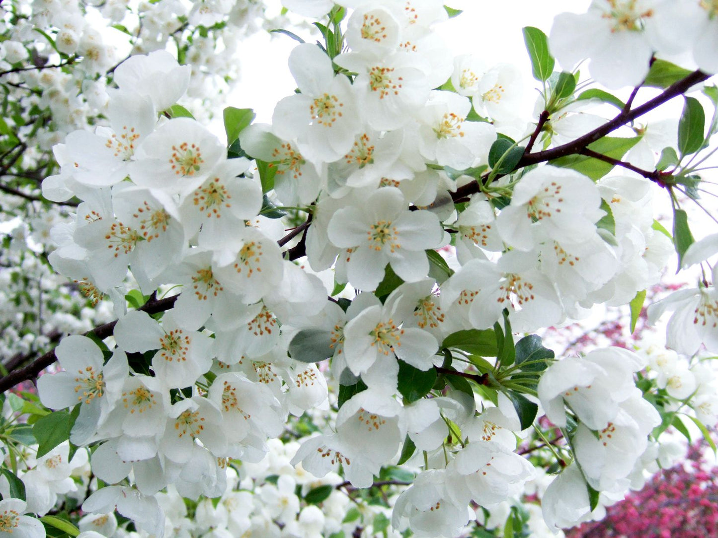 SNOW DRIFT CRABAPPLE TREE 15gal