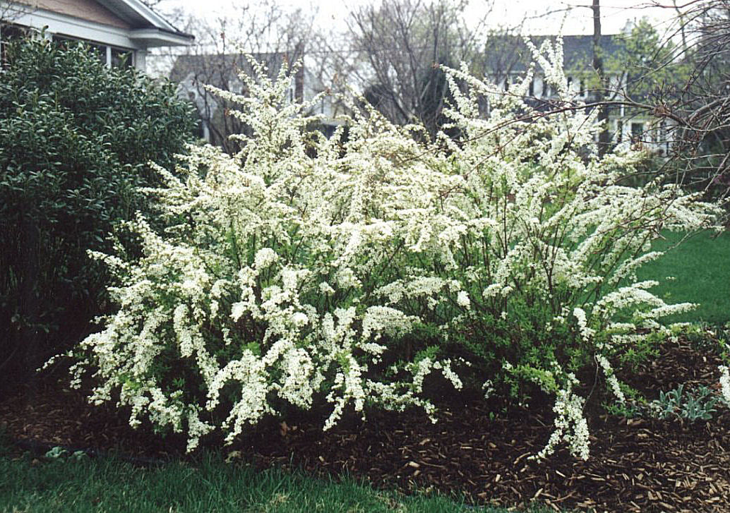 NIP SNOWMOUND SPIRAEA 2gal