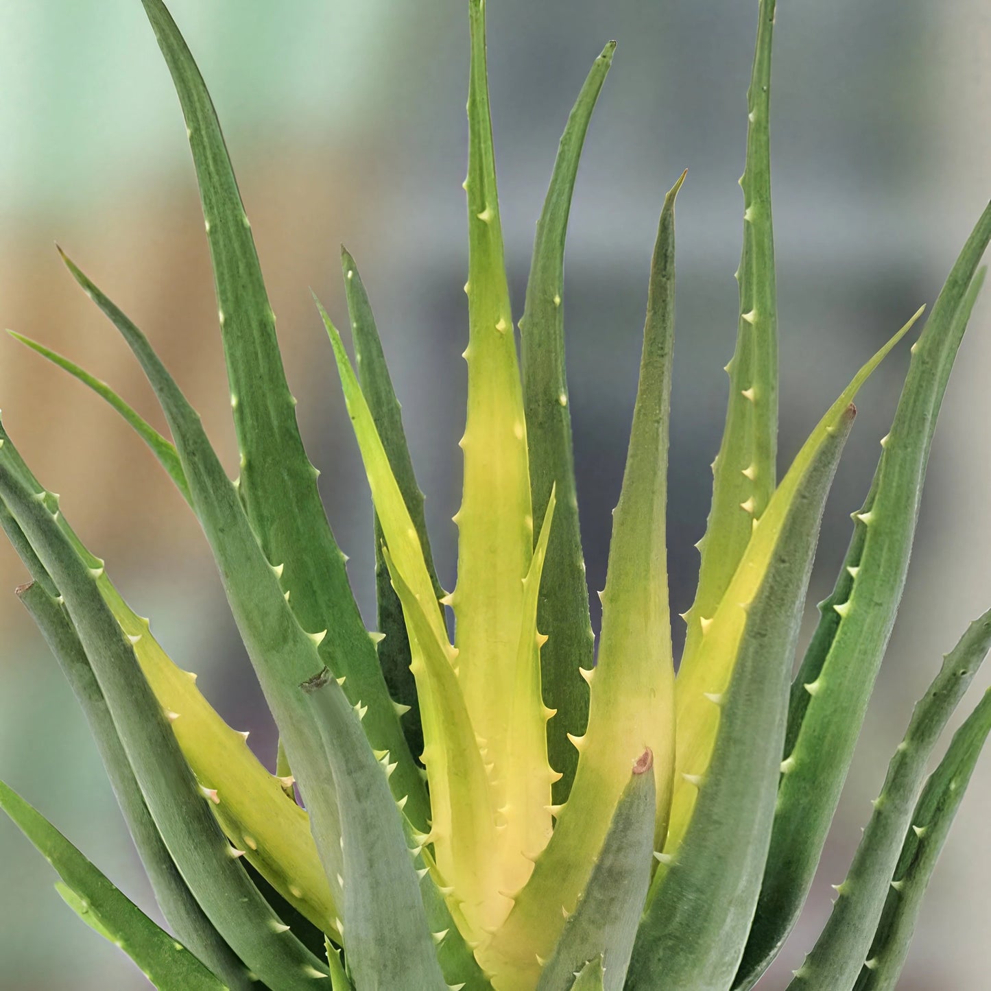 SOLAR FLARE ALOE 1gal
