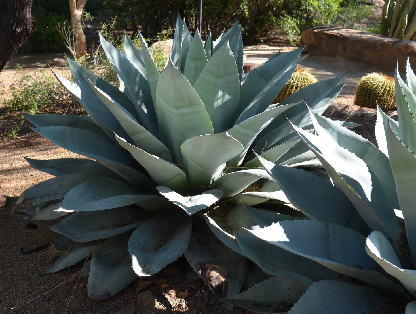 WHALE TONGUE AGAVE 2gal