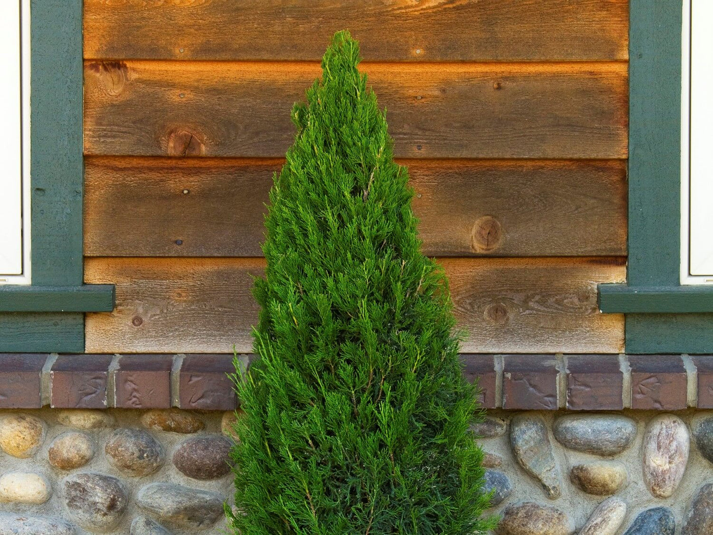 SPARTAN JUNIPER TREE 10gal