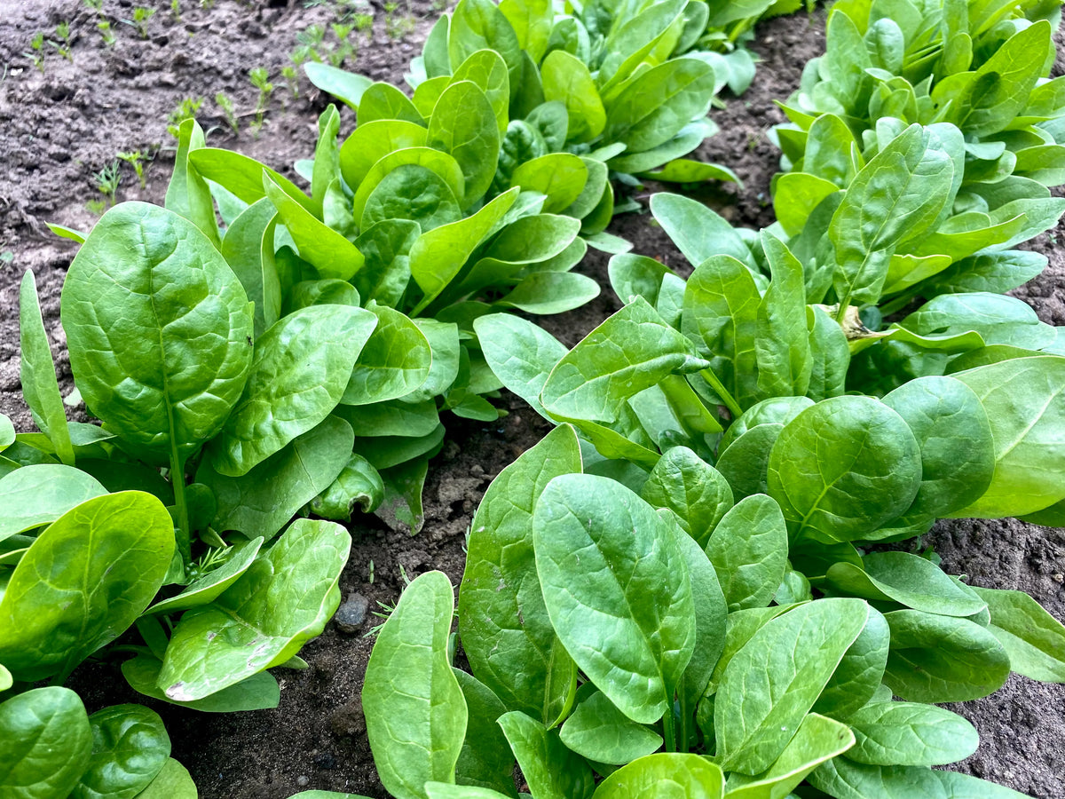 CORVAIR SPINACH 6pk