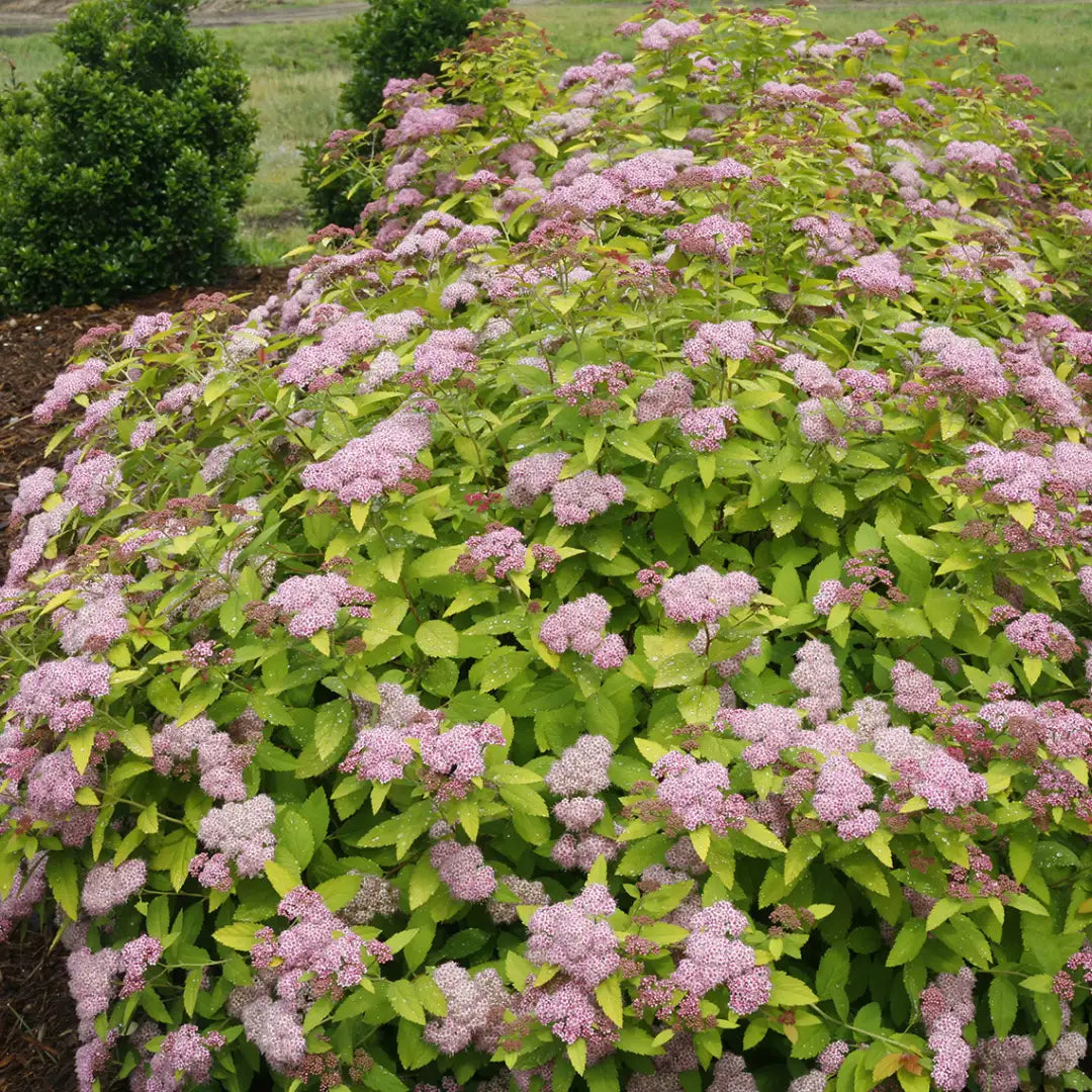 Double Play Big Bang® Spirea (Spiraea japonica 'Tracy') - 3 gallon 15"