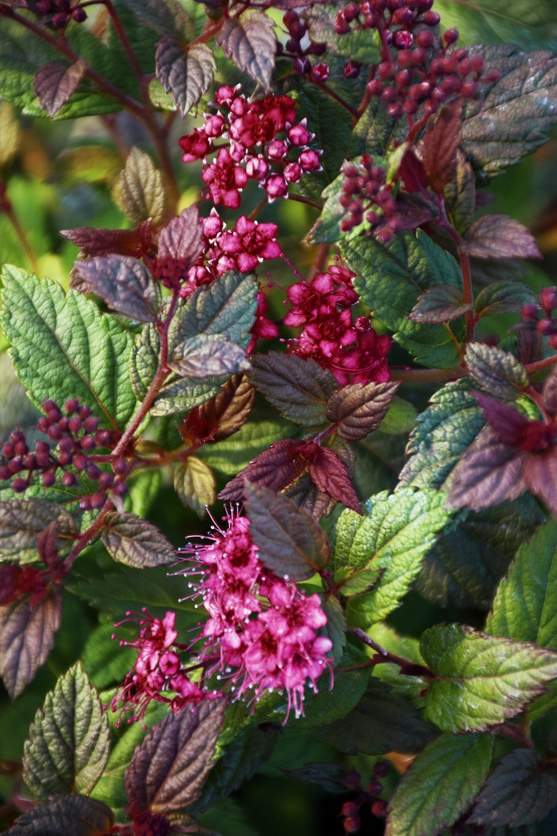 PLUMTASTIC SPIREA 2gal