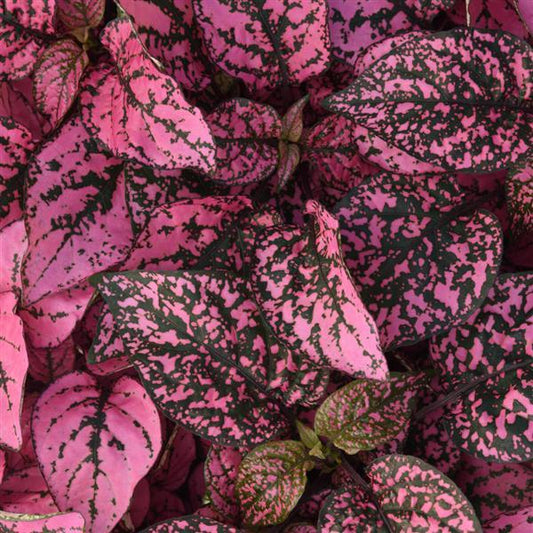 SPLASH ROSE POLKA DOT PLANT 6in