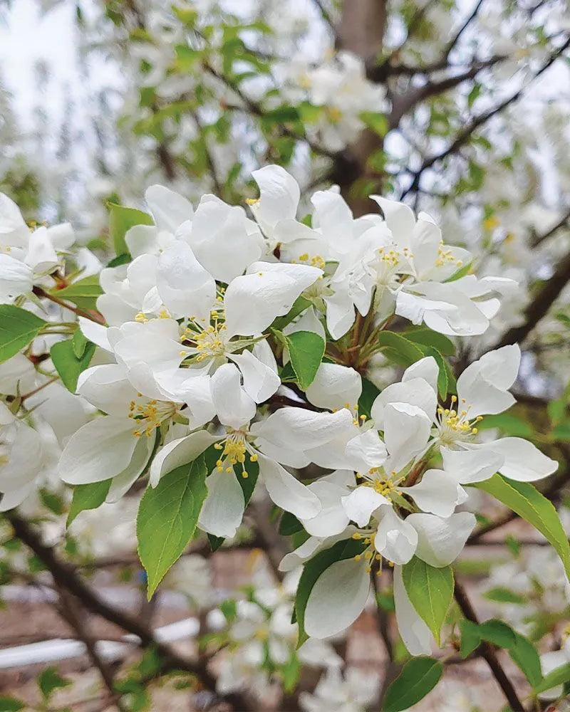 SPRING SNOW CRABAPPLE TREE 7gal