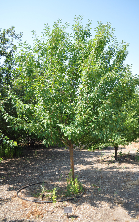SPRING SNOW CRABAPPLE TREE 7gal