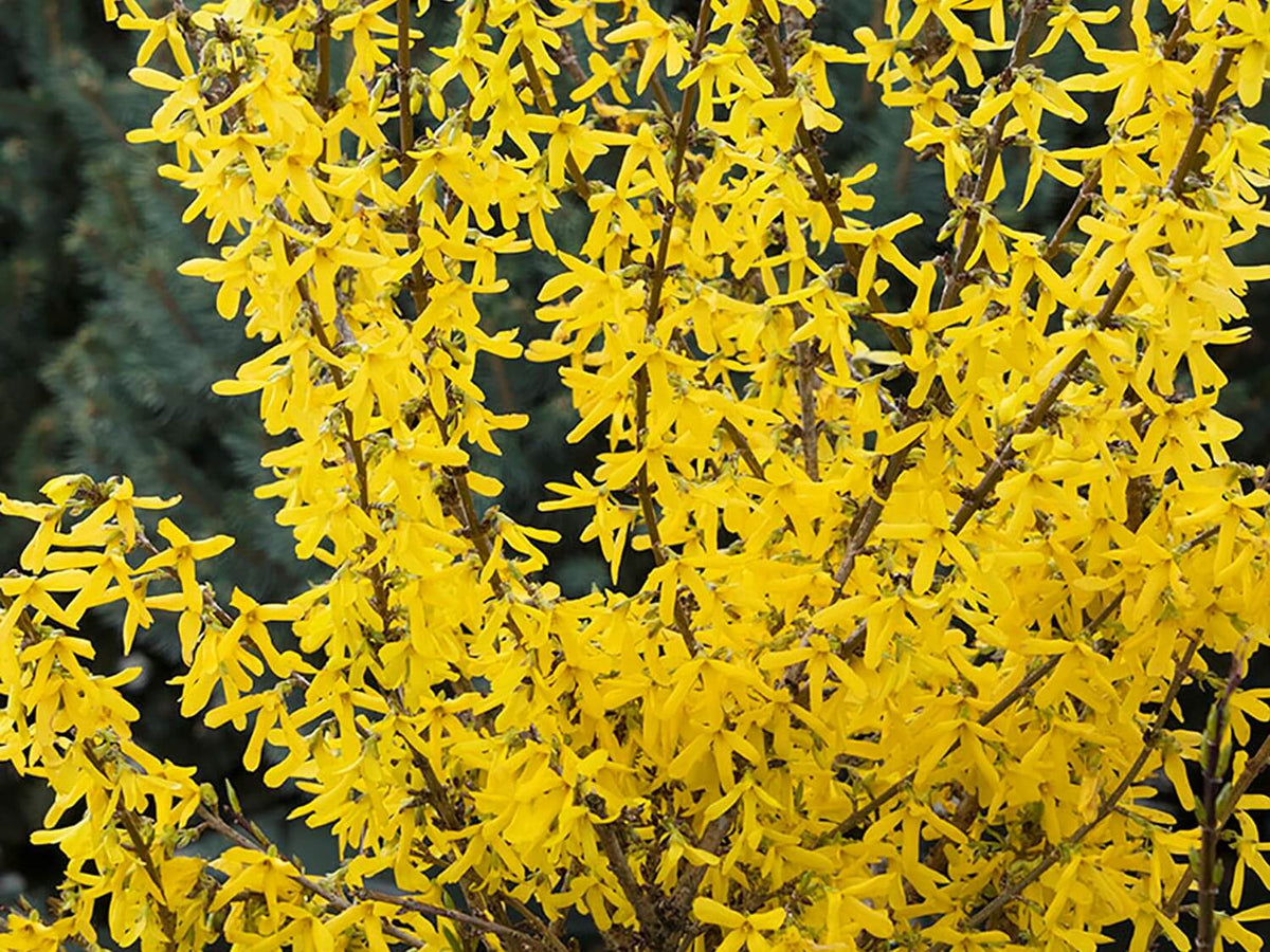 SPRING FLING FORSYTHIA 2gal