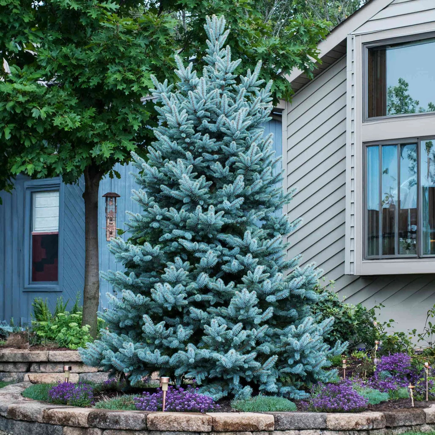BONNIE BLUE SPRUCE 10gal