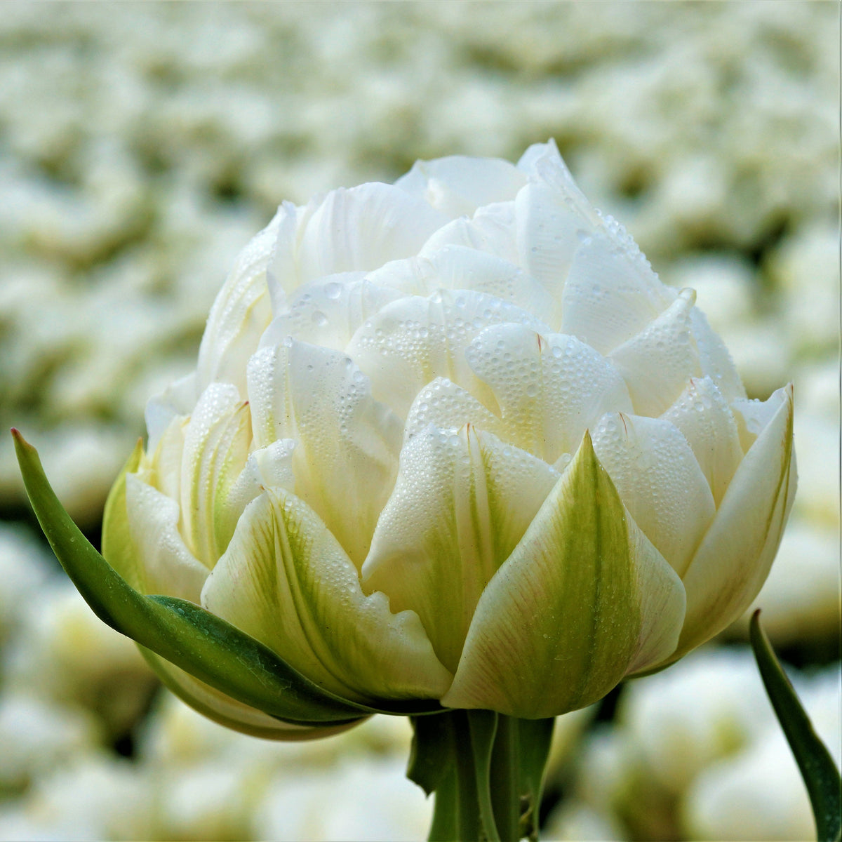 Tulip - Mount Tacoma