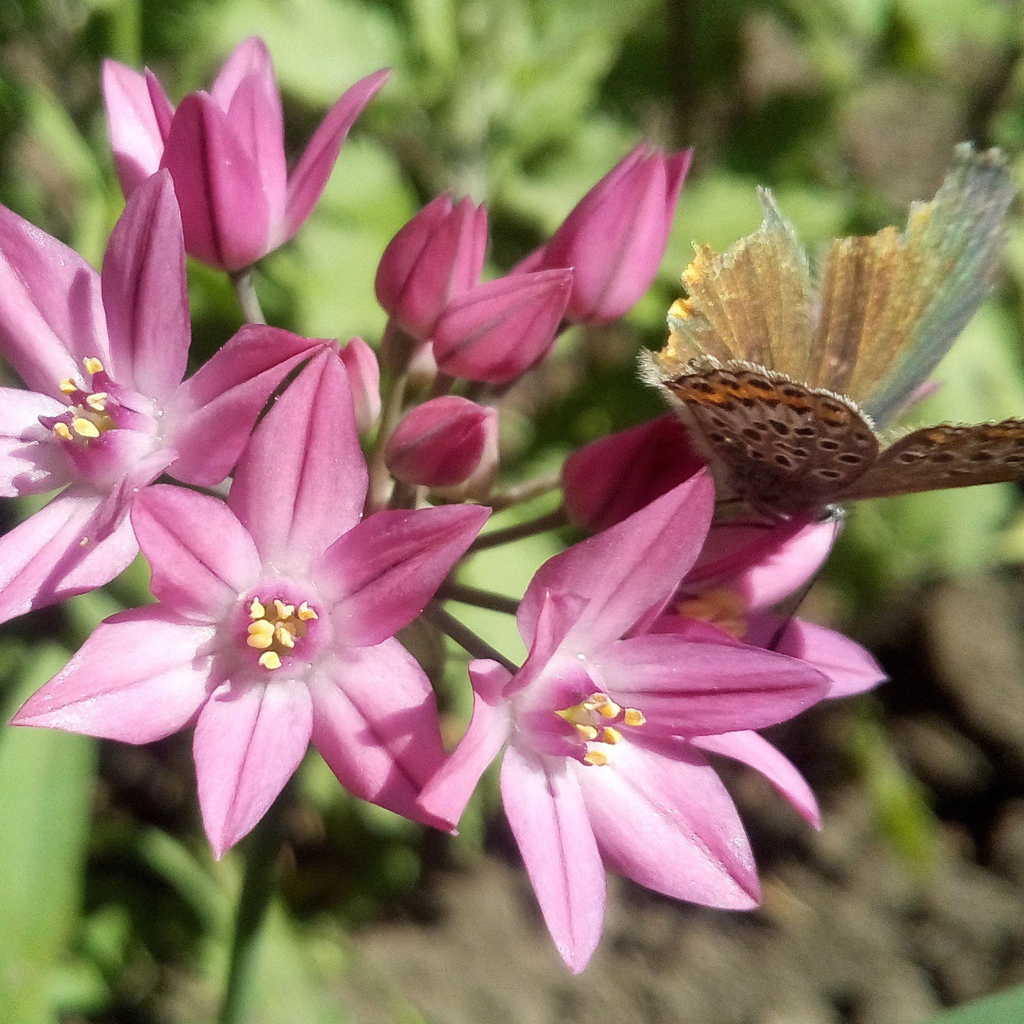 Oreophilum Allium - PreOrder