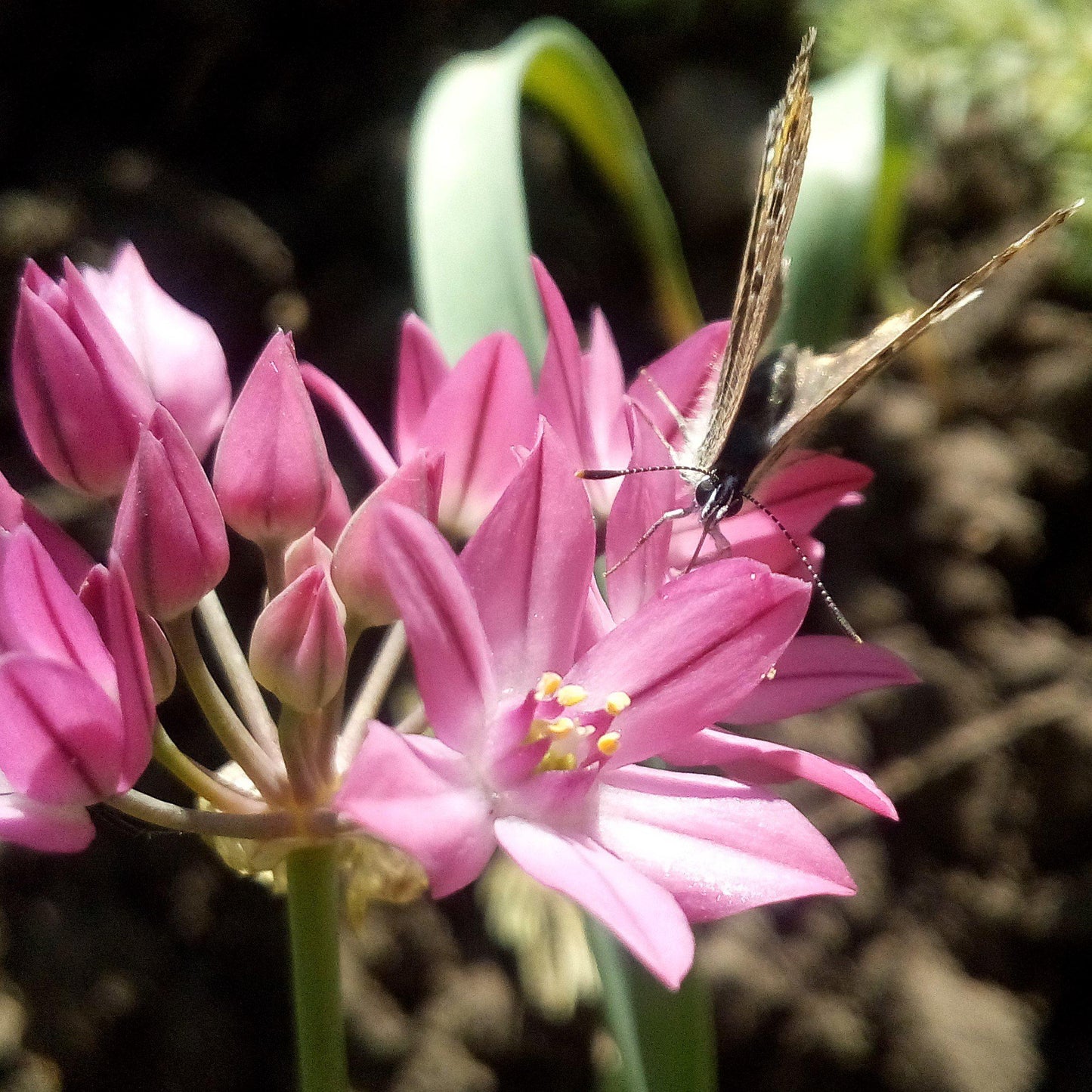 Oreophilum Allium - PreOrder