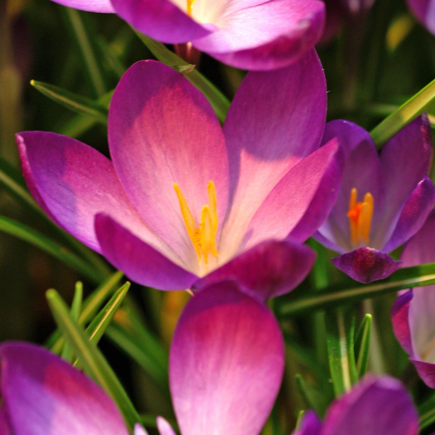 Ruby Giant (Fragrant) Crocus