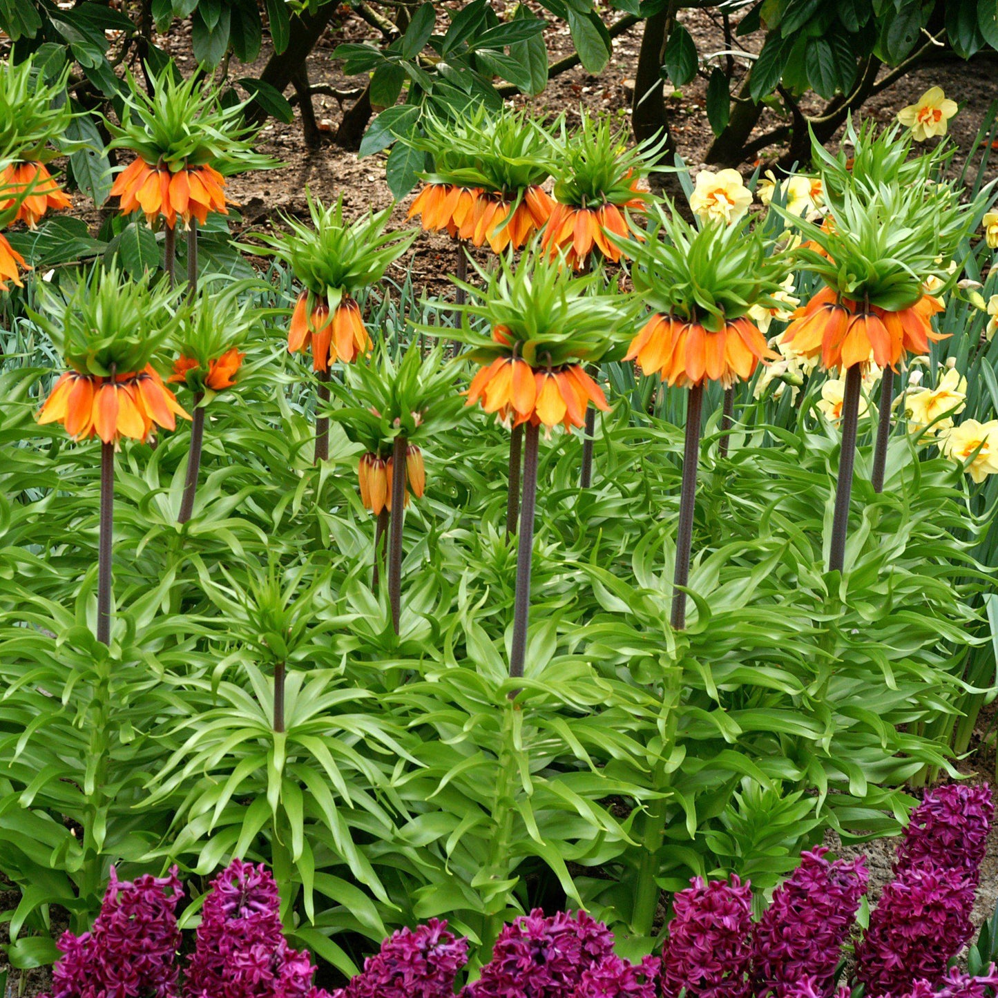 Fritillaria - Crown Imperial Aurora