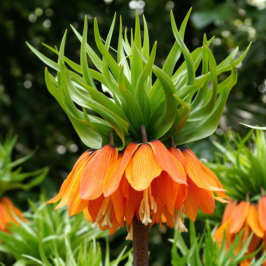 Fritillaria - Crown Imperial Aurora