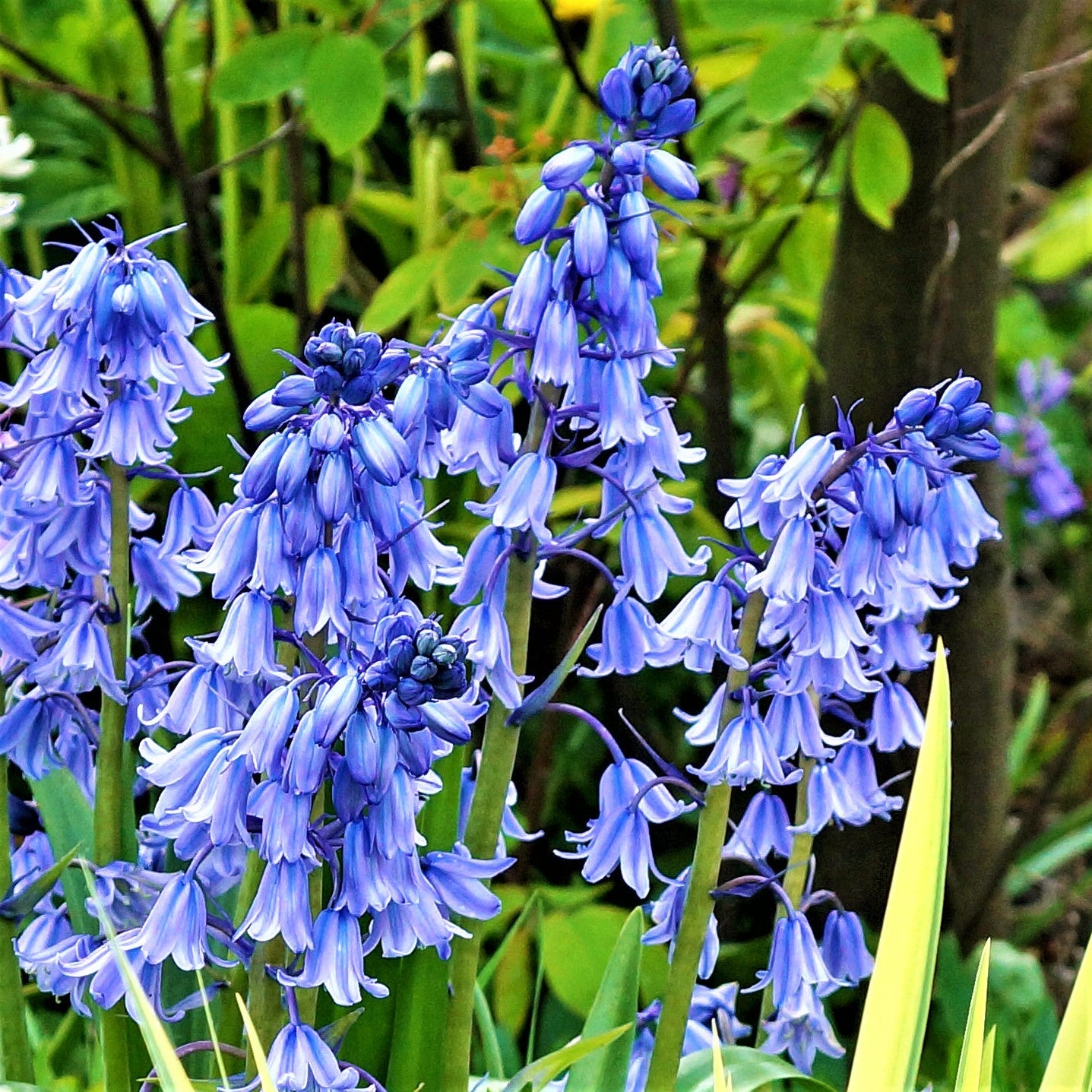 Spanish Bluebells - Hyacinthoides Mix