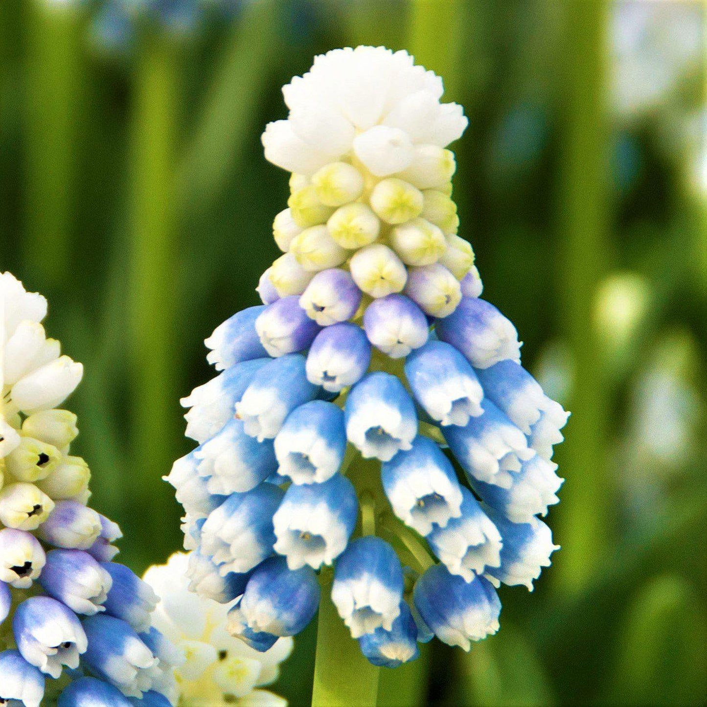 Mt. Lady Grape Hyacinth - PreOrder