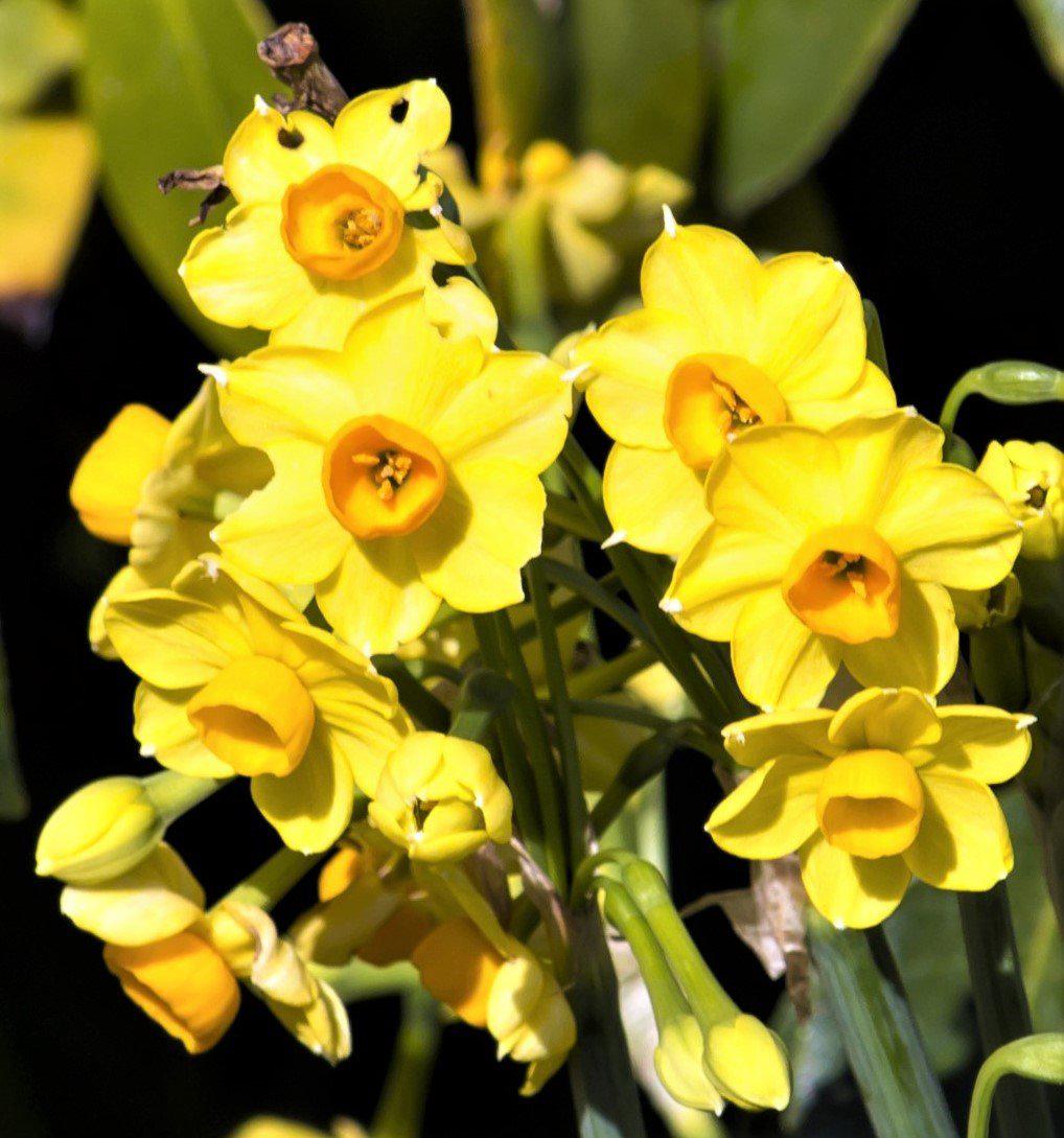 Baby Boomer Daffodil - PreOrder